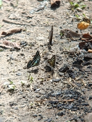 Graphium arycles