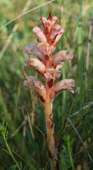 Orobanche kochii