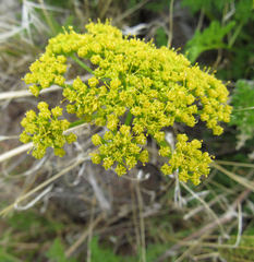 Lomatium grayi