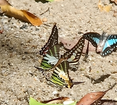 Graphium antiphates
