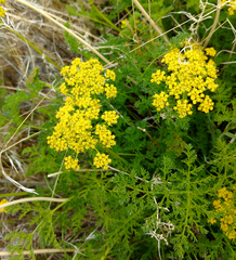 Lomatium grayi