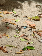 Graphium antiphates