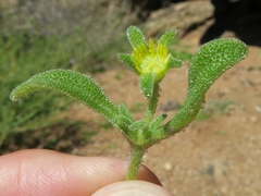 Cleretum papulosum