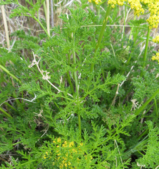 Lomatium grayi