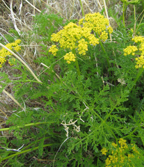Lomatium grayi