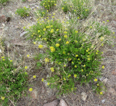 Lomatium grayi