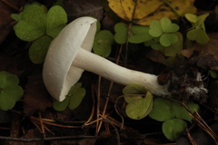 Tricholoma album