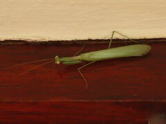 Miomantis caffra
