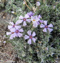 Phlox hoodii