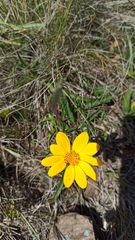 Aspilia montevidensis