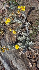 Senecio ostenii