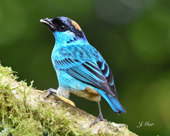 Chalcothraupis ruficervix