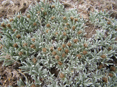 Antennaria dimorpha