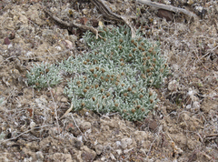 Antennaria dimorpha
