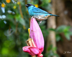 Chalcothraupis ruficervix