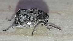 Pseudopachymerina spinipes