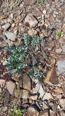 Porophyllum linifolium