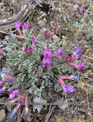 Astragalus purshii