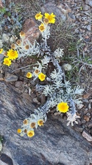 Senecio ostenii