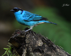 Chalcothraupis ruficervix