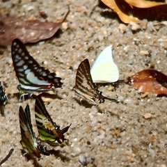 Graphium aristeus