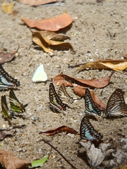 Graphium aristeus
