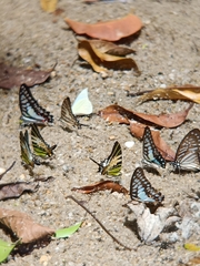 Graphium aristeus