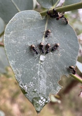Dolichoderus doriae