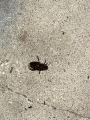 Hydrophilus