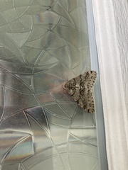 Phigalia denticulata