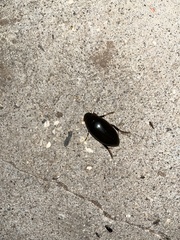 Hydrophilus