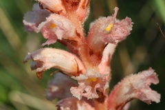 Orobanche kochii