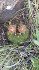 Parodia ottonis