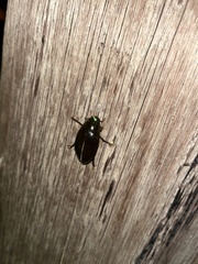 Hydrophilus