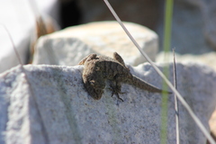 Mediodactylus kotschyi