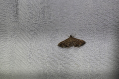 Nacoleia
