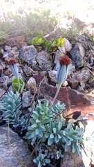 Porophyllum linifolium