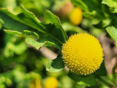 Grangea maderaspatana