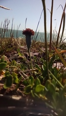 Porophyllum linifolium