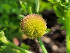 Grangea maderaspatana