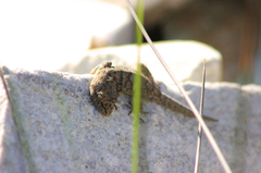 Mediodactylus kotschyi