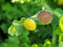 Grangea maderaspatana