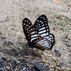 Graphium ramaceus