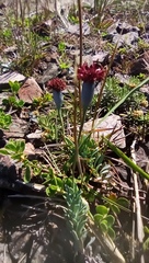 Porophyllum linifolium