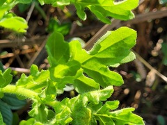 Grangea maderaspatana