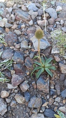 Eryngium sanguisorba