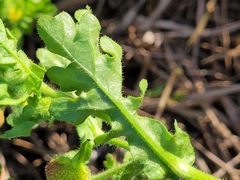 Grangea maderaspatana