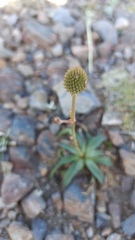 Eryngium sanguisorba