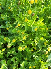 Grangea maderaspatana