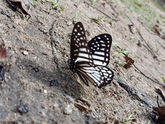 Graphium ramaceus